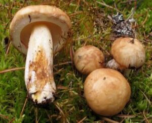 Suillus glandulosipes ("White-stemmed Bolete")