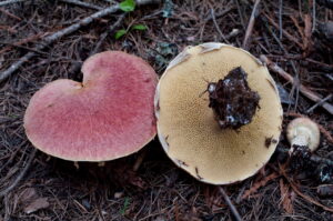 Suillus ochraceoroseus ("Rosy Larch Bolete")