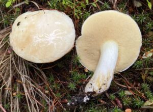 Suillus pallidiceps