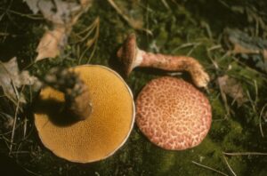 Suillus spraguei ("Painted Suillus")