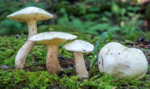 Suillus placidus ("White Suillus")