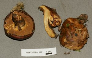 Suillus ponderosus