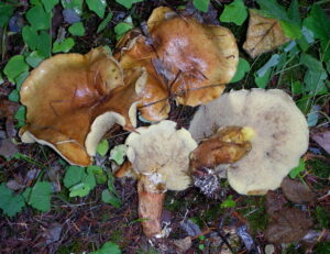 Suillus ponderosus