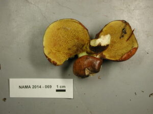 Suillus punctatipes