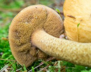 Suillus punctipes