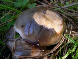 Suillus pungens ("Pungent Suillus")