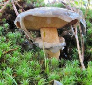 Suillus salmonicolor ("Slippery Jill")