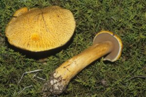 Suillus tomentosus ("Blue-Staining Slippery Jack")