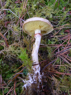 Suillus flavidus ("Slim Jack")