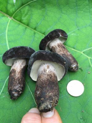 Tylopilus alboater ("Black Velvet Bolete")