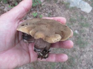 Tylopilus atronicotianus ("Tobacco Stain Bolete")