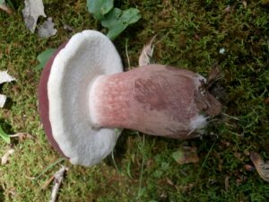 Tylopilus badiceps