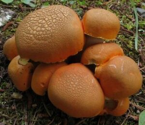 Tylopilus balloui ("Burnt Orange Bolete")