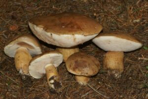 Tylopilus felleus ("Bitter Bolete")