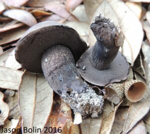 Tylopilus griseocarneus