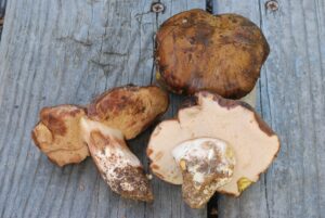 Tylopilus humilis