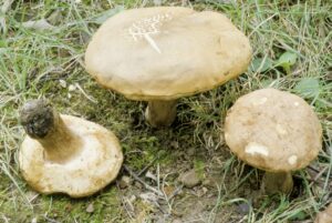 Tylopilus indecisus
