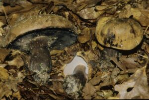 Porphyrellus nebulosus