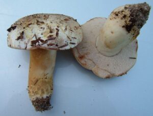 Tylopilus peralbidus