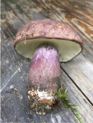 Tylopilus plumbeoviolaceus ("Violet Gray Bolete")