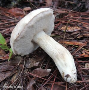Tylopilus rhoadsiae ("Pale Bitter Bolete")