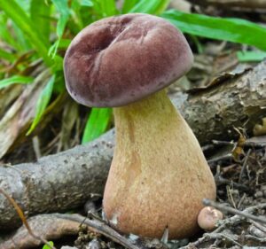 Tylopilus rubrobrunneus ("Reddish Brown Bitter Bolete")