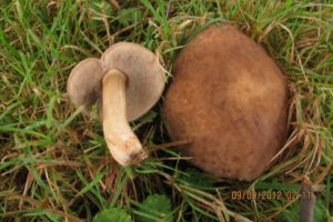Porphyrellus sordidus
