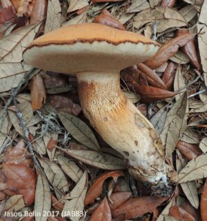 Tylopilus tabacinus
