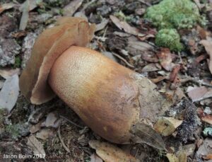 Tylopilus tabacinus
