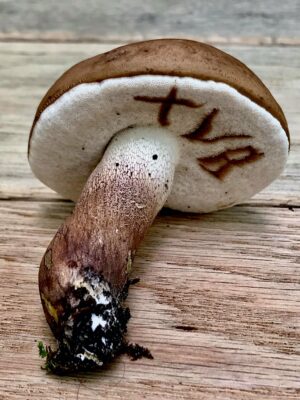 Tylopilus variobrunneus ("Brown-Net Bolete")