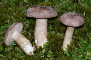 Tylopilus violatinctus ("Violet Bitter Bolete")