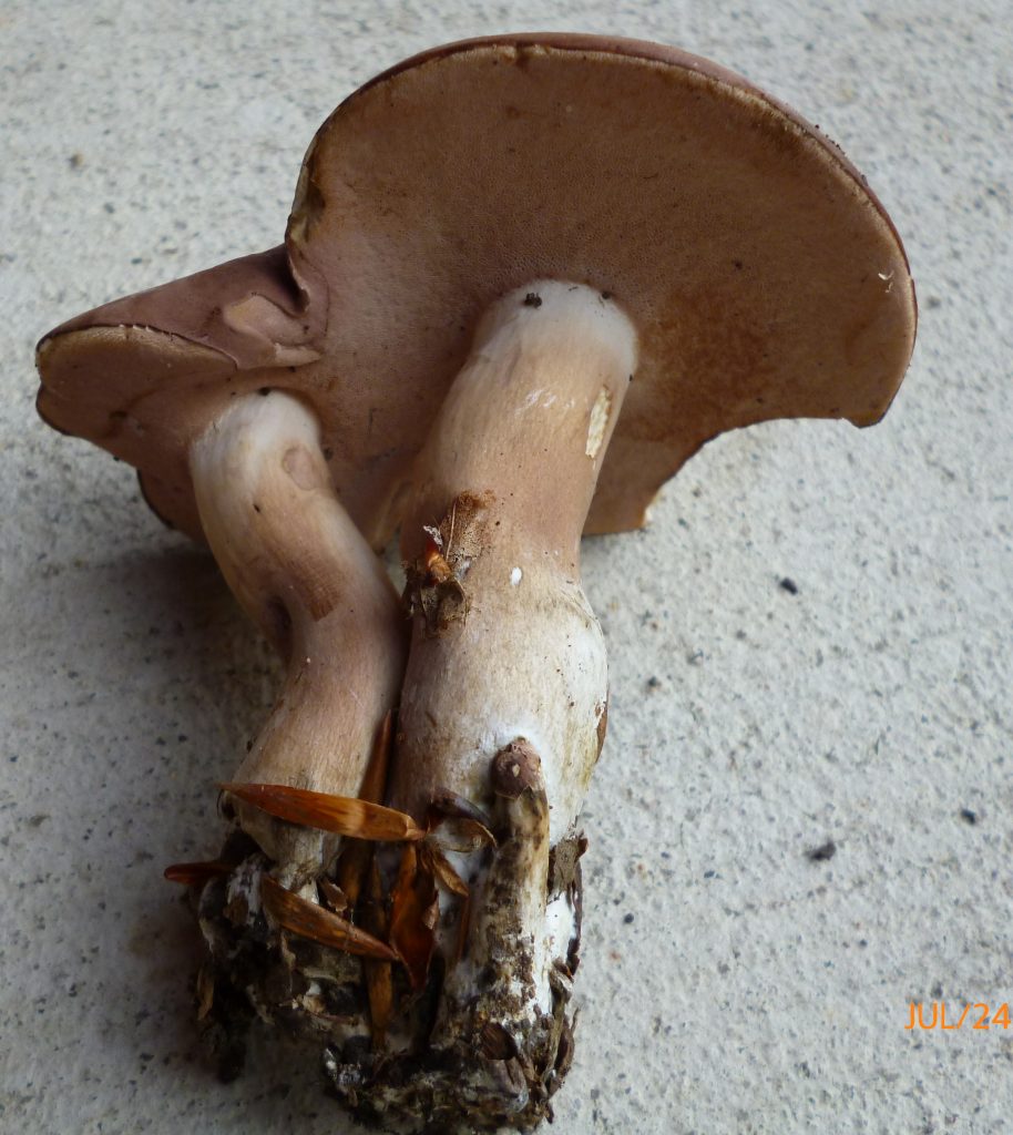 Tylopilus violatinctus (“Violet Bitter Bolete”)