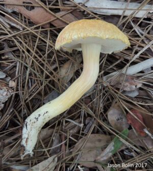 Veloporphyrellus conicus
