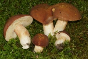 Xanthoconium affine variations ("Spotted Bolete")