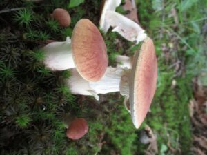 Xanthoconium purpureum