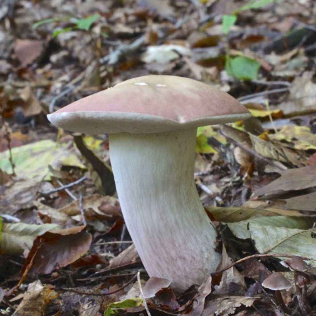 Boletus Separans (“Lilac Bolete”) | The Bolete Filter