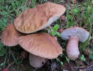 Boletus separans ("Lilac Bolete")