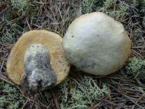 Xanthoconium stramineum