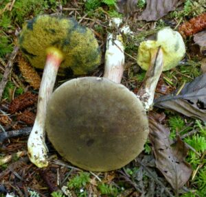 Xerocomellus amylosporus