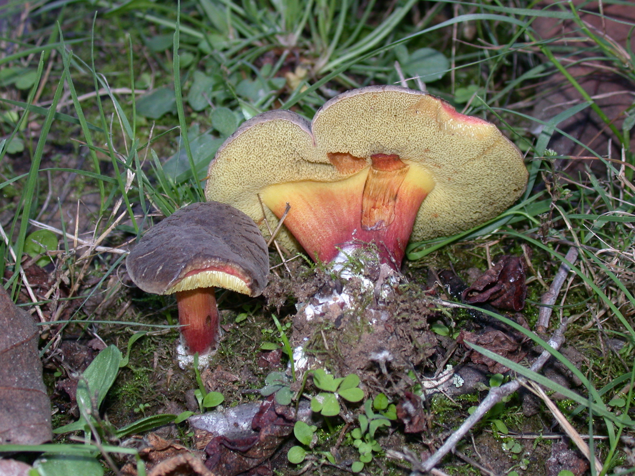 zelleri (“Zeller’s Bolete”) The Bolete Filter
