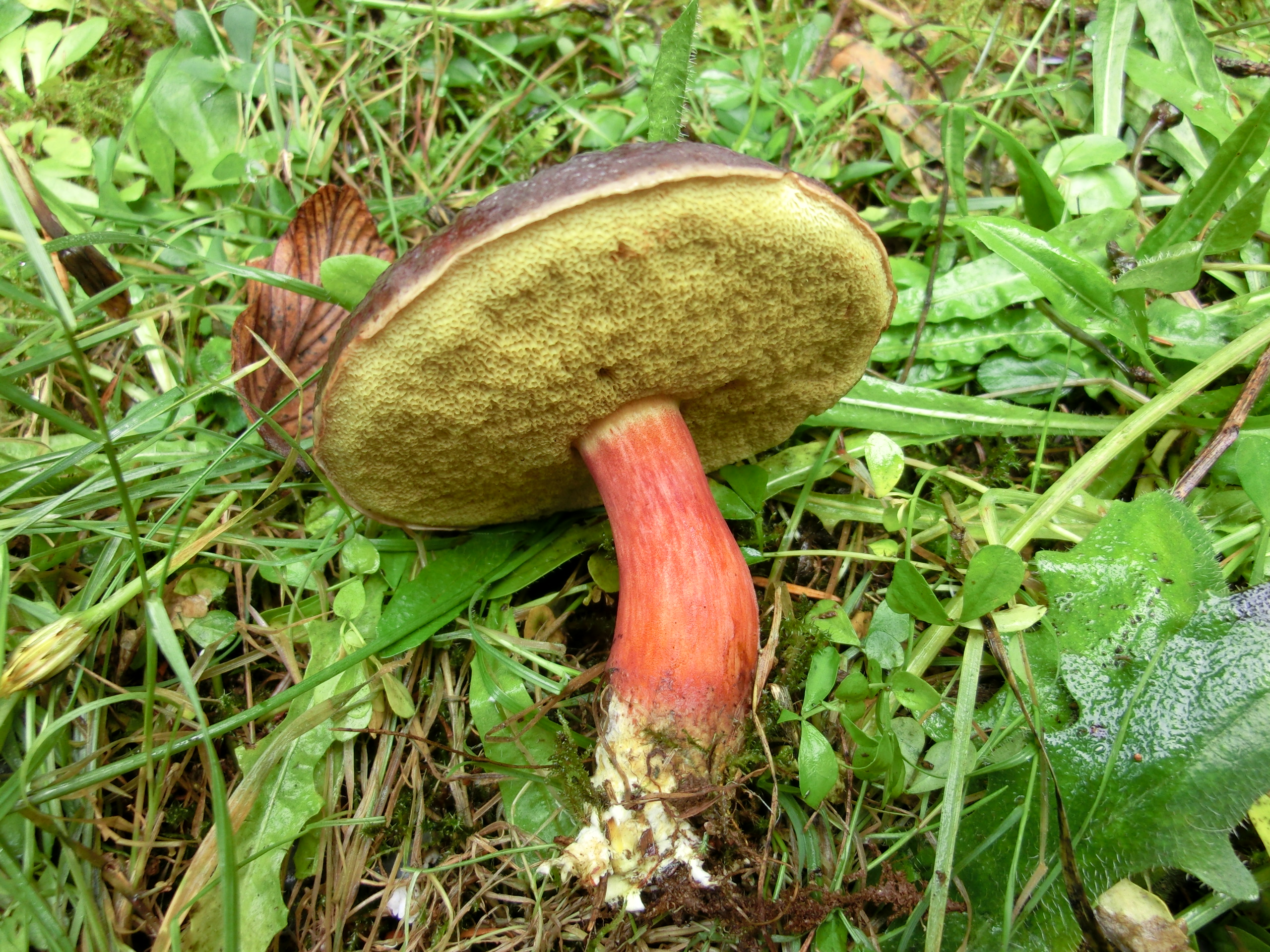 zelleri (“Zeller’s Bolete”) The Bolete Filter