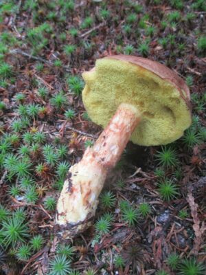 Xerocomus ferrugineus