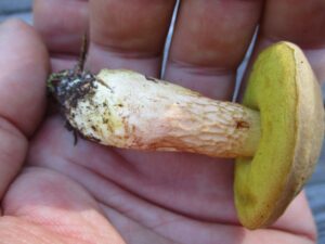 Xerocomus ferrugineus