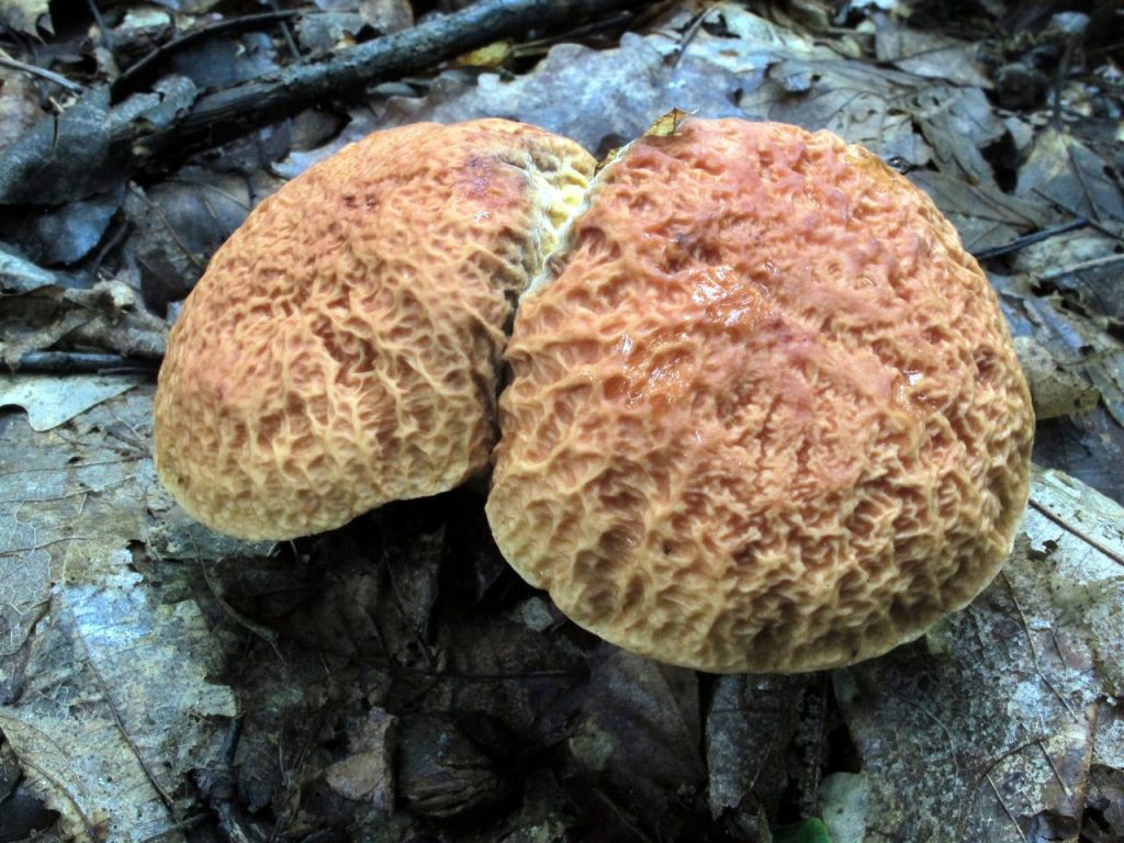 hortonii (“Corrugated Bolete”) The Bolete Filter