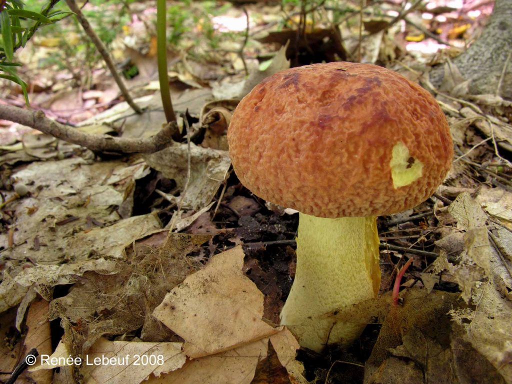 hortonii (“Corrugated Bolete”) The Bolete Filter