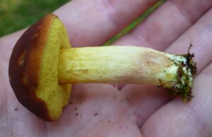 Xerocomus illudens