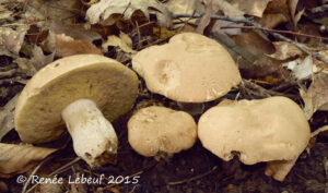 Boletus atkinsonii ("Atkinson's Bolete")
