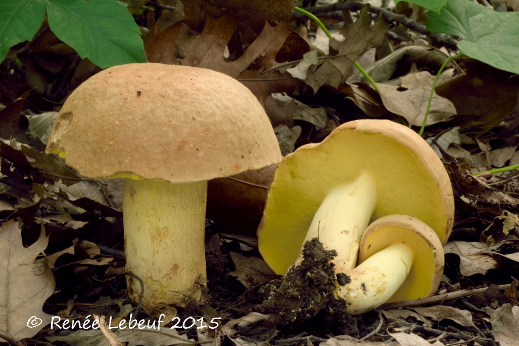 Boletus aureissimus (“Golden Yellow Bolete”) The Bolete Filter