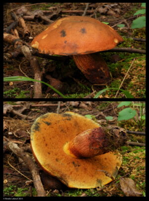 Suillellus luridus