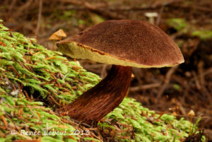 Aureoboletus mirabilis ("Admirable Bolete")